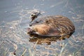 Muskrat eating grass in water