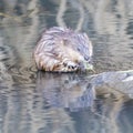 Muskrat eating a leaf in Marsh, showing its long claws.