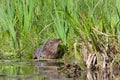 Muskrat Eating Pondweed