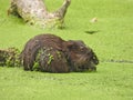 Muskrat Eating While Sitting in Algae Pond with Duckweed Blooms