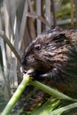 Muskrat eating spring green reeds along the shore