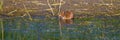 Muskrat eats marsh vegetation in a wetland