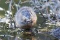 Muskrat facing front