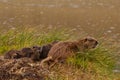 Muskrat family entering water