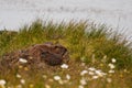 Muskrat family on island Royalty Free Stock Photo