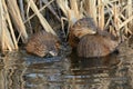 Muskrat Family Resting In Marsh Environment