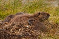 Muskrat family Royalty Free Stock Photo