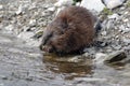 Muskrat Feeding Royalty Free Stock Photo