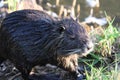 Muskrat feeding Royalty Free Stock Photo