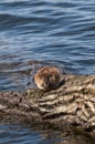 Muskrat feeding on vegetation from the lake