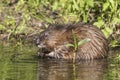 Muskrat grazing on aquatic plants - Pinery Provincial Park, Ontario, Canada