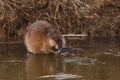 Muskrat (Lat. Ondatra zibethicus)