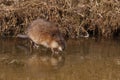 Muskrat (Lat. Ondatra zibethicus) Royalty Free Stock Photo