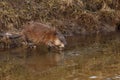Muskrat (Lat. Ondatra zibethicus) Royalty Free Stock Photo