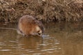 Muskrat (Lat. Ondatra zibethicus) Royalty Free Stock Photo