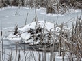 Muskrat Lodge in Frozen Pond: Top of a snow covered muskrat den on a frozen den made of straw and mud forming a mound above the