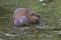 Muskrat mom and baby Royalty Free Stock Photo