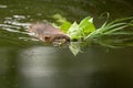 Muskrat with mouth full of food