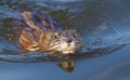 Muskrat, musquash, Ondatra zibethicus, Bisamratte, ondatra. Muskrat swim on the river