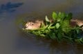 Muskrat, musquash, ondatra zibethicus. The muskrat floats on the river and holds a branch in its teeth