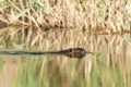 Muskrat, musquash, Ondatra zibethicus, Muskrat swim on the river