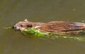 Muskrat, musquash, ondatra, Ondatra zibethicus. Muskrat swim on the river with a green branch in its teeth
