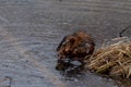 Muskrat nibbling on grasses near the lake edge Royalty Free Stock Photo