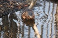 Muskrat, Odatra zibethicus