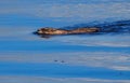 Muskrat Or Ondatra Zibethicus Swimming In Lake