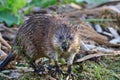 Muskrat ( Ondatra zibethica )