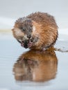 The muskrat (Ondatra Zibethica) eats a painter's mussel (Unio pictorum). Royalty Free Stock Photo