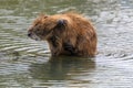 The muskrat Ondatra Zibethica grooming Royalty Free Stock Photo