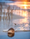 Muskrat (Ondatra Zibethica) on an ice edge. The muskrat sits on an ice edge on a sunset Royalty Free Stock Photo