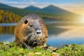 Muskrat Ondatra zibethica in spring Royalty Free Stock Photo