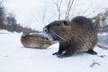 Muskrat Ondatra zibethica in winter