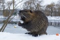 Muskrat Ondatra zibethica in winter Royalty Free Stock Photo