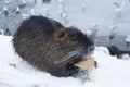 Muskrat Ondatra zibethica in winter Royalty Free Stock Photo