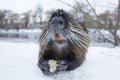 Muskrat Ondatra zibethica in winter Royalty Free Stock Photo