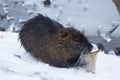 Muskrat Ondatra zibethica in winter Royalty Free Stock Photo