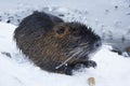 Muskrat Ondatra zibethica in winter Royalty Free Stock Photo