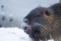 Muskrat Ondatra zibethica in winter Royalty Free Stock Photo