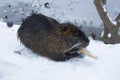 Muskrat Ondatra zibethica in winter Royalty Free Stock Photo
