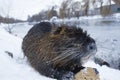 Muskrat Ondatra zibethica in winter Royalty Free Stock Photo