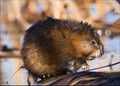 The muskrat (Ondatra zibethicus). Royalty Free Stock Photo