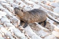 The muskrat (Ondatra zibethicus)