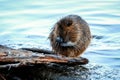 The muskrat (Ondatra zibethicus)