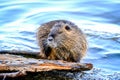 The muskrat (Ondatra zibethicus)