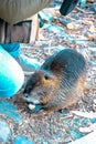 The muskrat (Ondatra zibethicus)