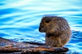 Beaver, Muskrat, Mammal, Fauna