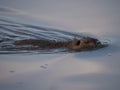 Muskrat, Ondatra zibethicus close up swimming in calm blue water in lake, golden hour sunset lighting, focus on eye Royalty Free Stock Photo